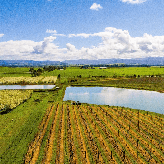 Yering Farm Wines