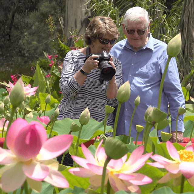 Blue Lotus Water Garden