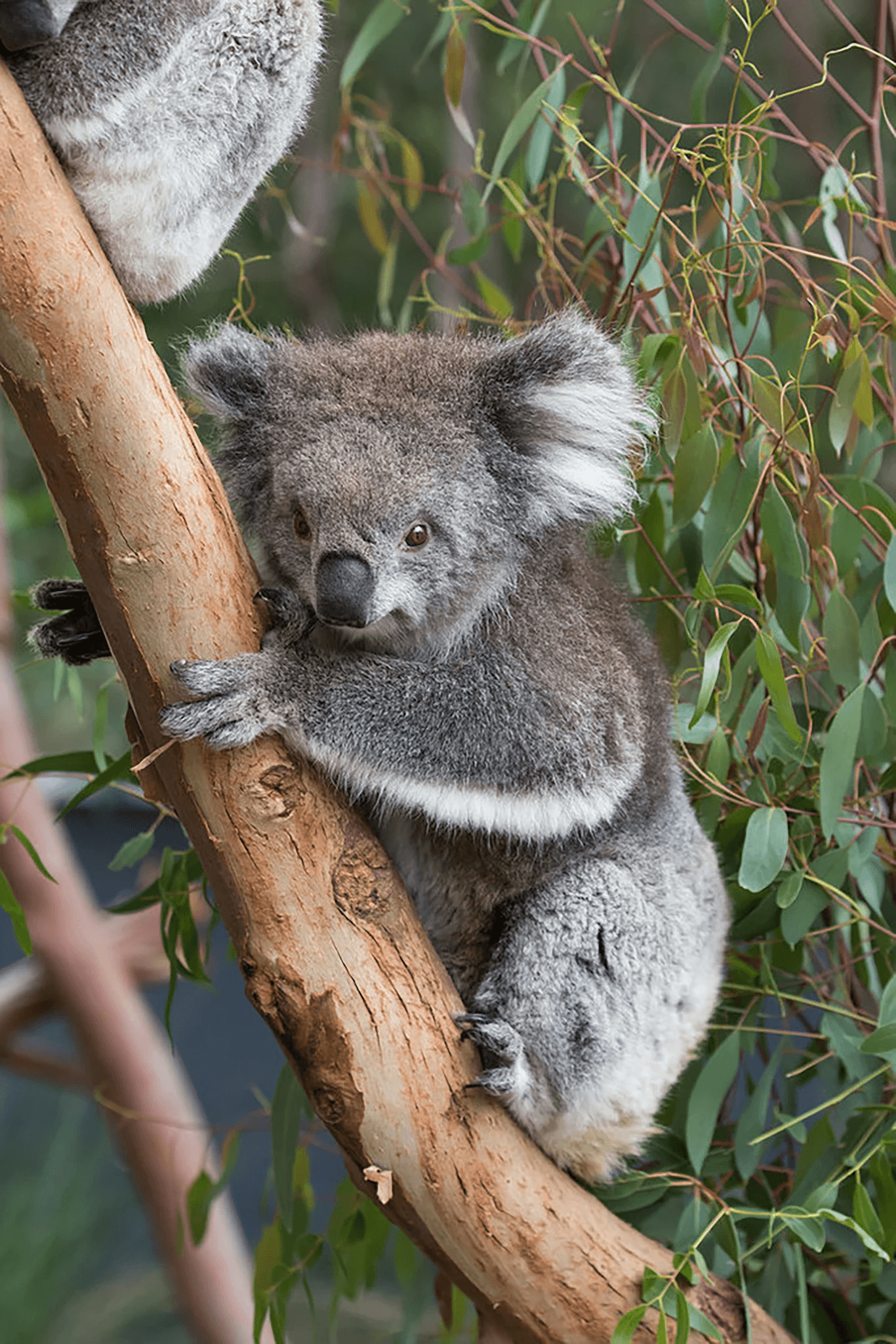 Healesville Sanctuary – photo 2