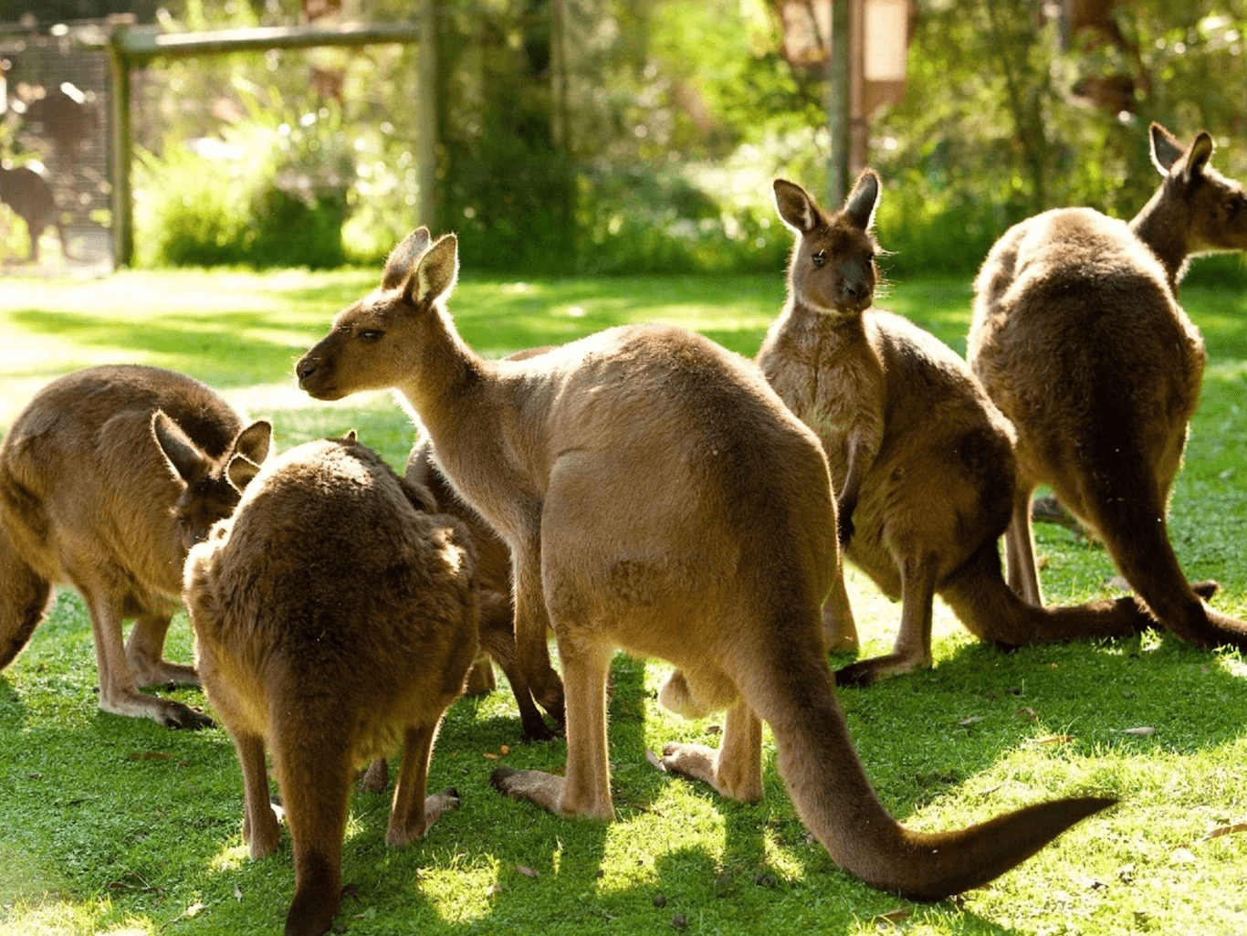 Healesville Sanctuary – photo 3