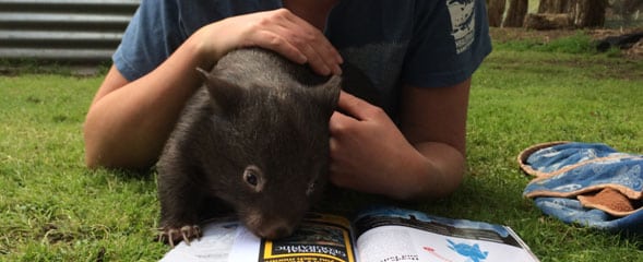 Latest news from Healesville Sanctuary – wombat naming October 2014